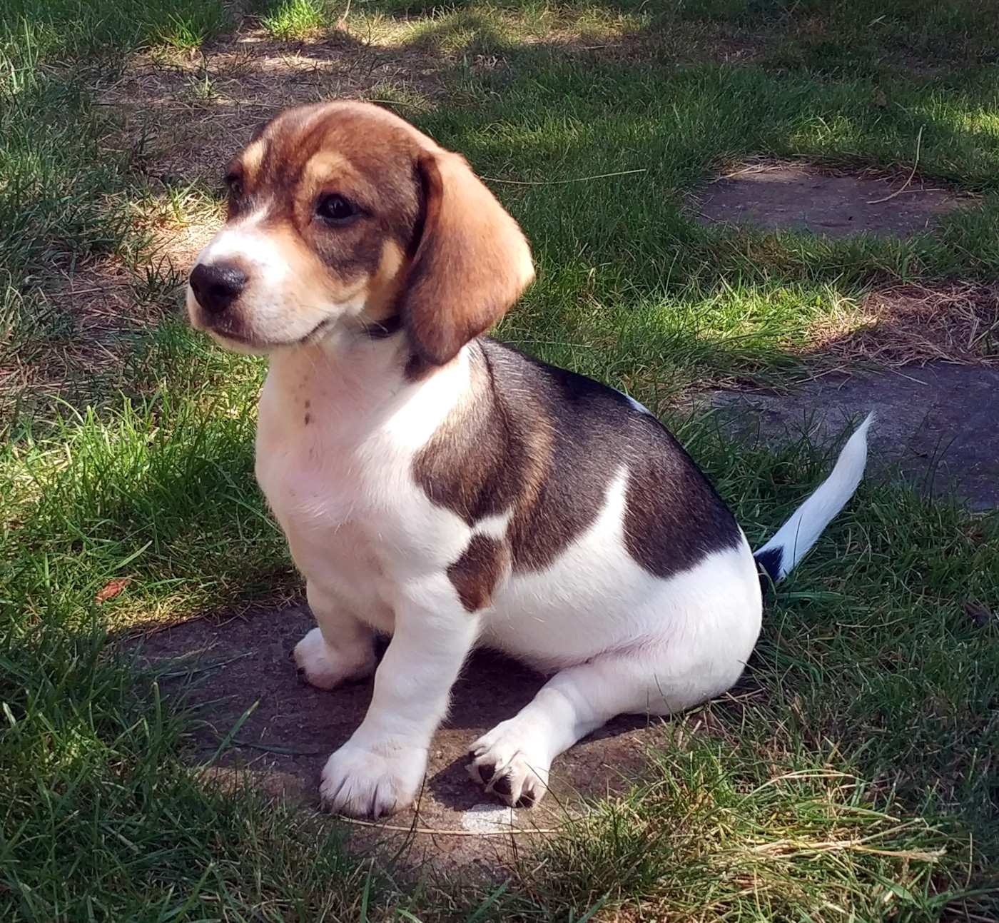 Picture of a puppy looking to the left