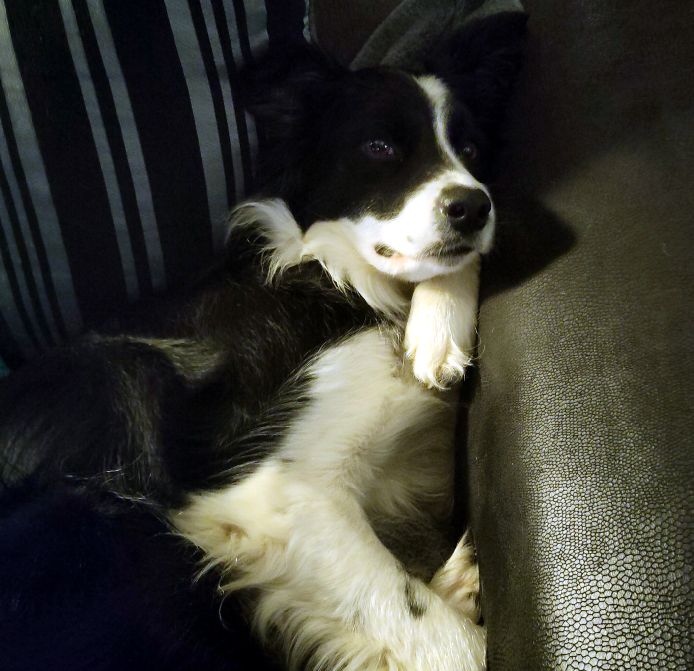 Photo of a Border Collie curled up and resting her head against the arm of a black sofa